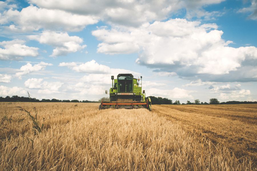 A green combine harvester in a field of wheat driving directly at the photographer.