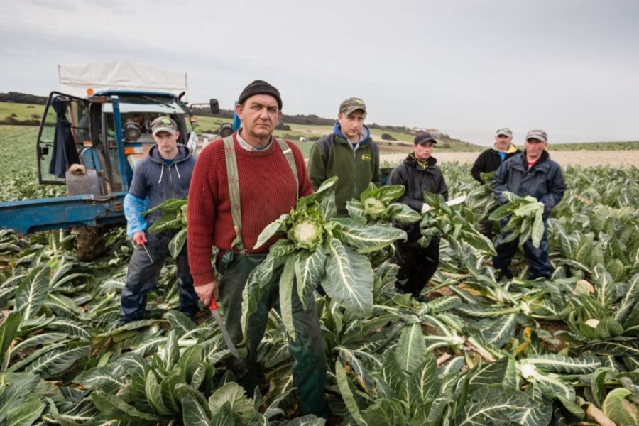 Geoffrey Philpott from Elmwood farm in Thanet, Kent in a field of cauliflowers.