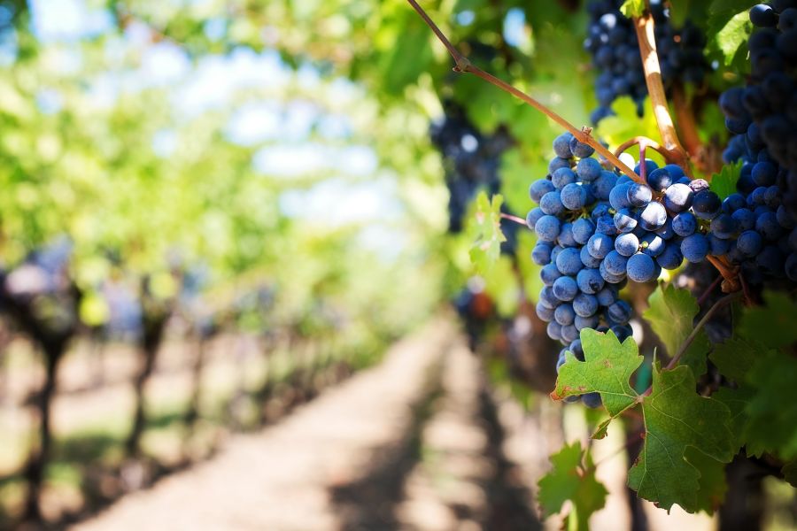 grapes-in-a-vineyard-napa-california.