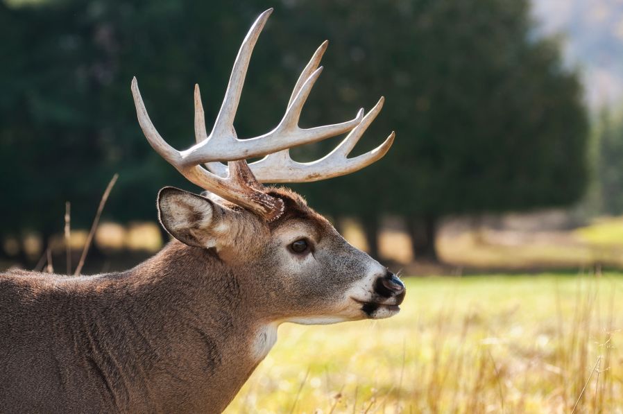 ​deer with antlers.