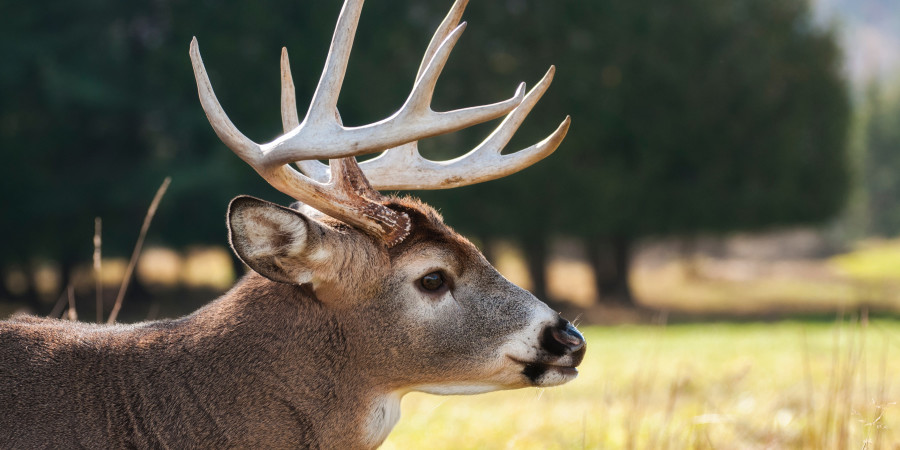 ​deer with antlers.