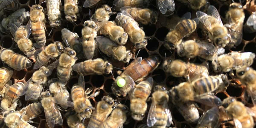 Bees-by-Richard Searle/GuardianWitness.