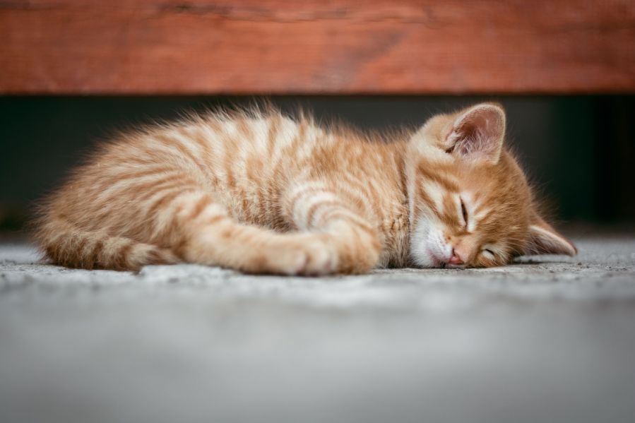 Sleeping ginger kitten (c) Pixabay.