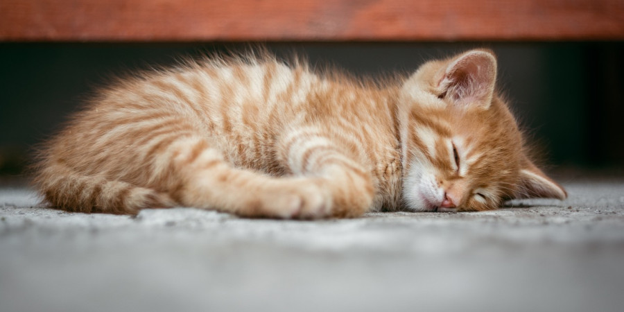 Sleeping ginger kitten (c) Pixabay.