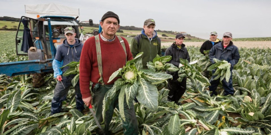 Geoffrey Philpott from Elmwood farm in Thanet, Kent in a field of cauliflowers.