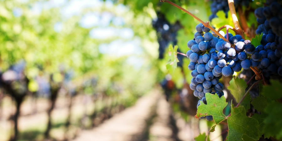 grapes-in-a-vineyard-napa-california.